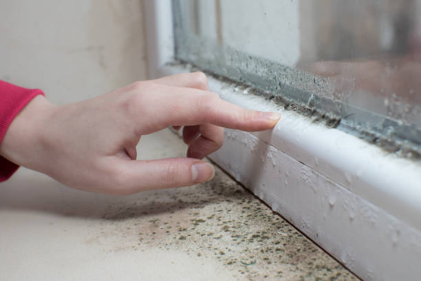 Best Emergency Mold Remediation  in Henrietta, TX