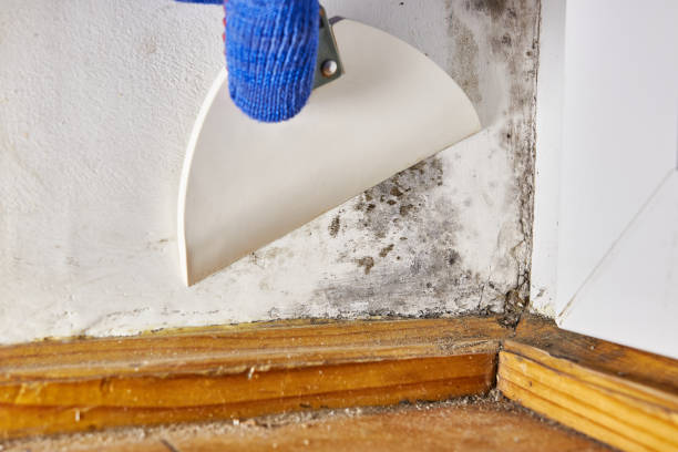 Best Mold Prevention Services  in Henrietta, TX